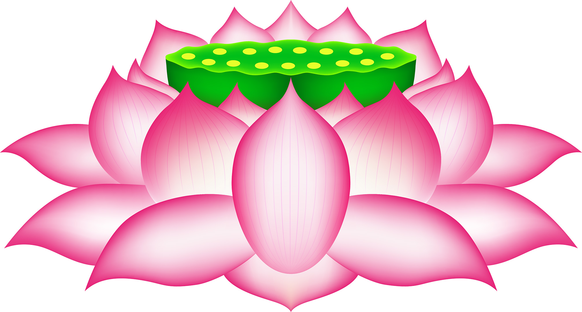 Thực nucifera Lotus Ao Máy tính Biểu tượng - hoa sen png tải về - Miễn phí  trong suốt Màu Hồng png Tải về.